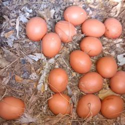 Farm Fresh Free Range Eggs