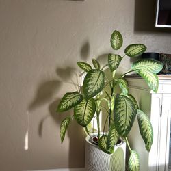 Live Dieffenbachia Tropic Snow Plant with White Pot 