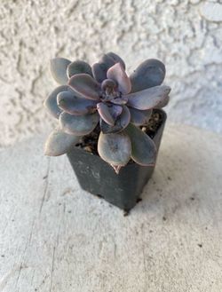 2 Inch Pot Succulent Plant - Graptopetalum Amethystinum - Jewel Leaf Plant - Drought Resistant - Rooted & Established 🪴 Perfect Baby & Wedding Shower