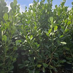 huge clusias over 6 feet tall  Instant  privacy Hedge for fence 