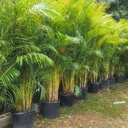 Gorgeous Arecas Palms For Inmediate Privacy!!!! Excellent Price!!! About 9 Feet Tall!!! Fertilized 