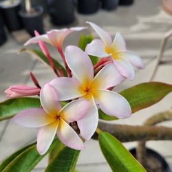 Frangipani Hawaiian Beauty PLUMERIA 42" ROOTED IN POT A FEW YEARS Outer POWDER PINK, WHITE MID, Bright YELLOW CENTER Fragrant Thiner Flower Leaves