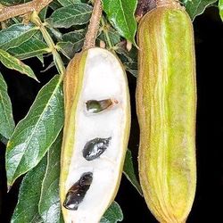 Vanilla Ice Cream Bean Trees 