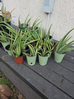 Blessed Aloe PLANTS 🪴 🙏