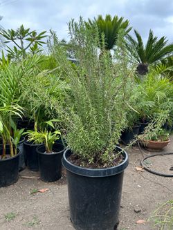 Rosemary herb bush