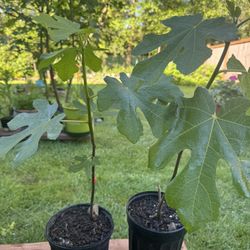 Fig tree plants 