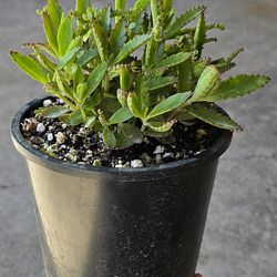 Potted Kalanchoe Mother Of Millions 