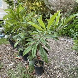 loquat tree
