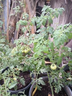 Sweet Cherry tomatoes plant 1 gallon