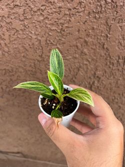 Philodendron Birkin Starter