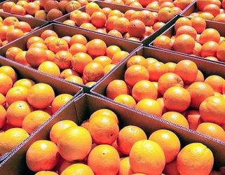 Fresh and sweet oranges