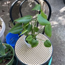 Philodendron Green In 4 Inches Ceramic White Planter
