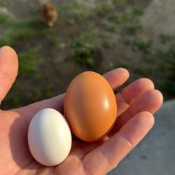 Fresh Free Range Eggs At Great Price!!!!!!