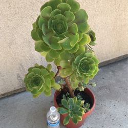 Beautiful Aeonium Succulent Plant