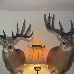 2 Whitetail Shoulder Mounts With 3D Printed Antlers