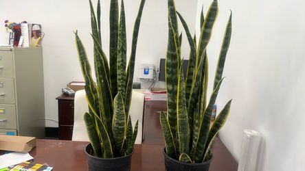 Snake plant