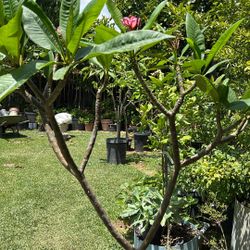 Planta De Pumeria Vuchon Vialet 