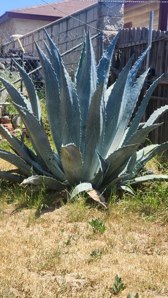 Free Large Blue Agave Plant If You Dig It Out And Remove It Yourself
