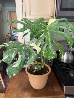 Beautiful Monstera Deliciosa Thai Constellation Philodendron