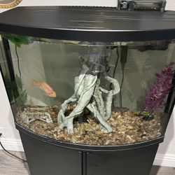 Fish Tank And Fish 