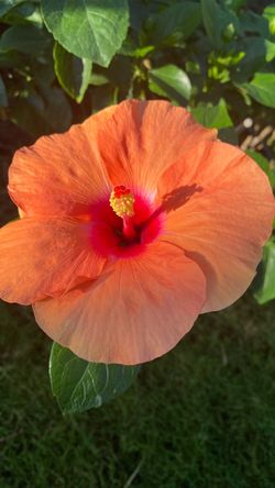 Large hibiscus planter