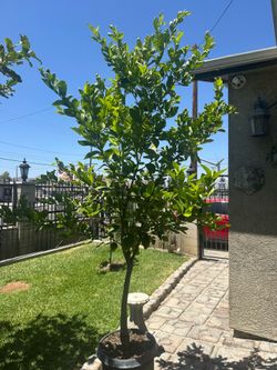 Árbol de lima mexicana