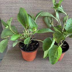 2 Pots Of Black Eye Susan Plants, Perennial Comes Back Each Year, Carefree Maintenance, Have Bright Yellow Flowers, Loves So N To Semi Shade