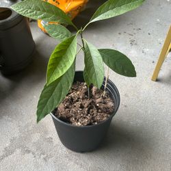 Avocado Plant