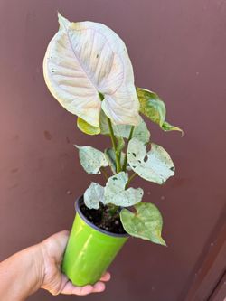 4” syngonium green splash