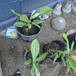 Plants De Mispero $5 Cada Una