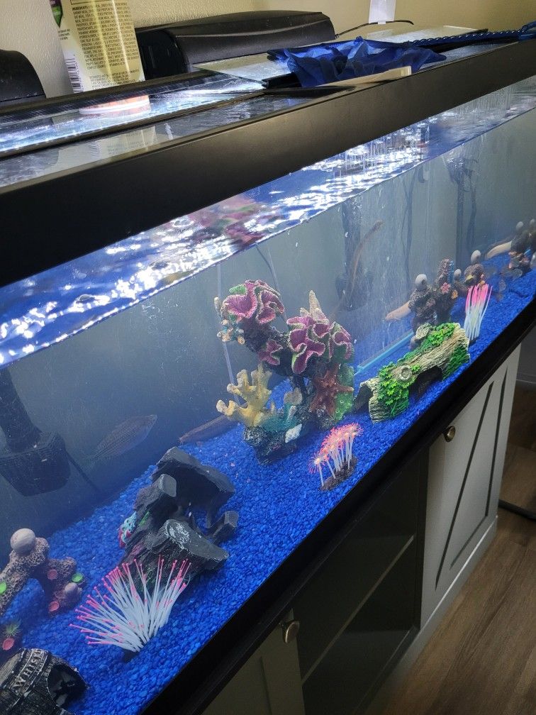 Fish Tank