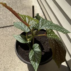 Begonia Plant
