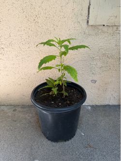 Epazote plant