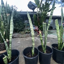 Snake Plants 