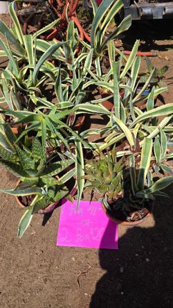 Agave Americano and Aloe