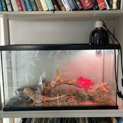 Bearded Dragon Tank and Accessories 