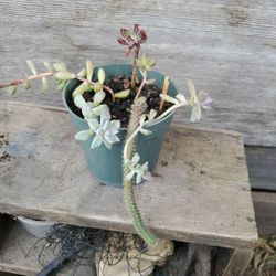 Succulents  Green Pot