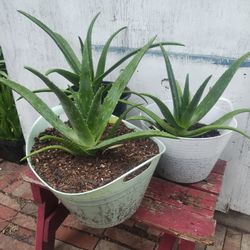 Large Aloe Vera Plants 