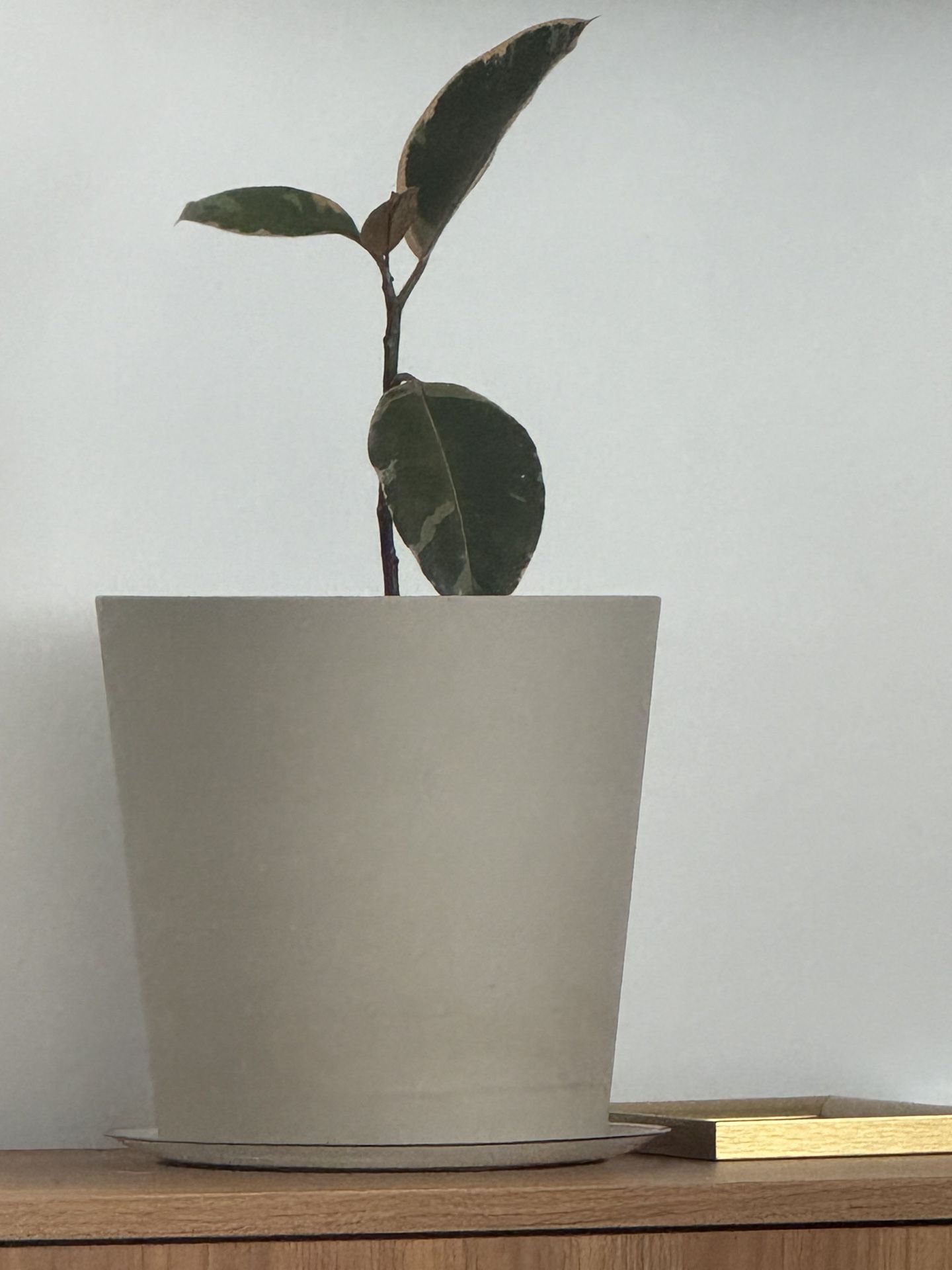Variegated Rubber Plant With Pot