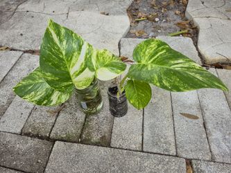 Hawaiian Golden Pothos Propagation Plants 