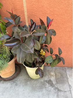 Rubber Plants