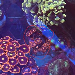 Ck Venus Zoa Fake Reef Tank Decoration 