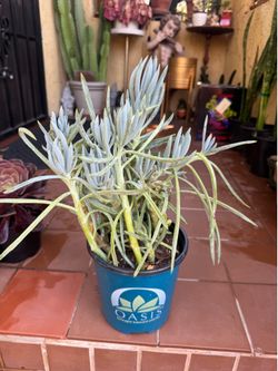 Senecio Blue Chalk Succulent Plant