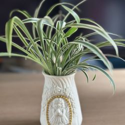 Spider Plants In A High Classic Ceramic Pot (5”)