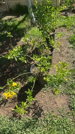 Plants yelow