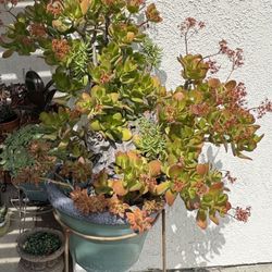 Beautiful Succulent’s Arrangements 