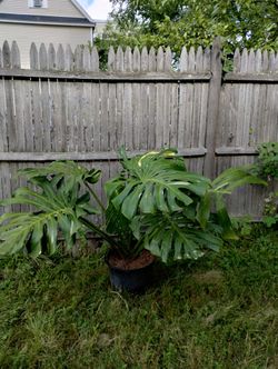 Massive Monstera Thai Constellation Cuttings