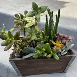 Mixed Arrangement Of Different Succulent Plants Including A Star Fish 
