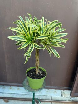 6” braided dracaena song of india