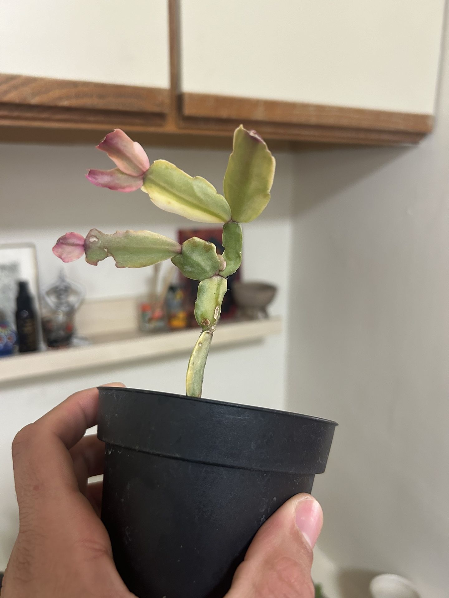 Rare Variegated Christmas Cactus